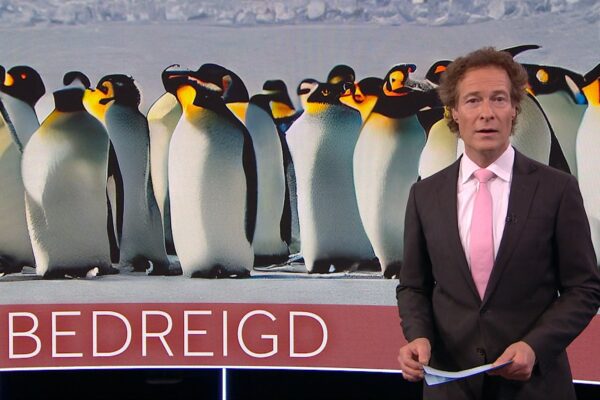 1800-Journaal-Pinguin